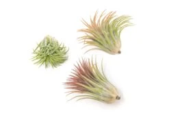 Large Tillandsia Ionantha Rubra Air Plants -Air plant supply co. Tillandsia Air Plant Ionantha Rubra XL 2 1
