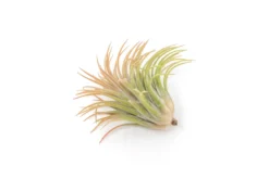SALE - Large Tillandsia Ionantha Rubra Air Plants - Set Of 10 Or 20 - 40% Off -Air plant supply co. Tillandsia Air Plant Ionantha Rubra XL 3 1 scaled