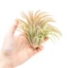 XL Tillandsia Ionantha Rubra Air Plants