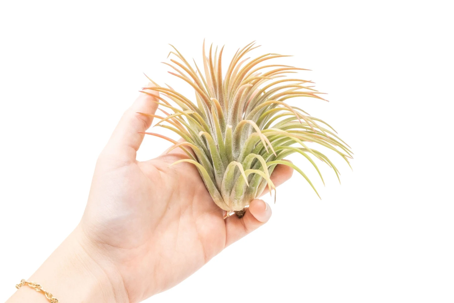 XL Tillandsia Ionantha Rubra Air Plants 1 XL Tillandsia Ionantha Rubra Air Plants