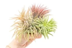 XL Tillandsia Ionantha Rubra Air Plants 7 XL Tillandsia Ionantha Rubra Air Plants -Air plant supply co. Tillandsia Air Plant Ionantha Rubra XL 5 f698e82e 3939 4efa abd6 ba8ff67cdf1f