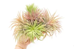 SALE - XL Tillandsia Ionantha Rubra Air Plants - Set Of 10 Or 20 - 40% Off -Air plant supply co. Tillandsia Air Plant Ionantha Rubra XL 6 scaled