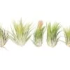 SALE - XL Tillandsia Ionantha Scaposa - Set Of 5 Or 10 - 30% Off