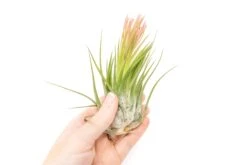 SALE - XL Tillandsia Ionantha Scaposa - Set Of 5 Or 10 - 30% Off -Air plant supply co. Tillandsia Air Plant Ionantha Scaposa XL 2