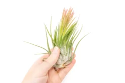 SALE - XL Tillandsia Ionantha Scaposa - Set Of 5 Or 10 - 30% Off -Air plant supply co. Tillandsia Air Plant Ionantha Scaposa XL 2 scaled