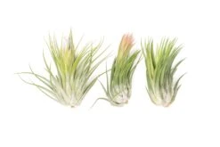 SALE - XL Tillandsia Ionantha Scaposa - Set Of 5 Or 10 - 30% Off -Air plant supply co. Tillandsia Air Plant Ionantha Scaposa XL 3
