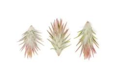 [IN BLUSH NOW!] Tillandsia Ionantha Vanhyningii Air Plant -Air plant supply co. Tillandsia Air Plant Ionantha Vanhyningii 2 scaled