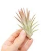 [IN BLUSH NOW!] Tillandsia Ionantha Vanhyningii Air Plant