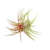 TIllandsia Ionantha Brachycaulos X Ionantha 'Victoriana' Air Plants