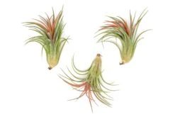 TIllandsia Ionantha Brachycaulos X Ionantha 'Victoriana' Air Plants -Air plant supply co. Tillandsia Air Plant Ionantha Victoriana 2 449f6d93 2fd9 4751 ac08 b78d728351ea