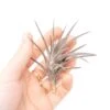 [IN BLUSH NOW!] Purple Tillandsia Jonesii Air Plant