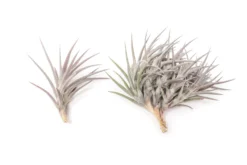 [IN BLUSH NOW!] Purple Tillandsia Jonesii Air Plant -Air plant supply co. Tillandsia Air Plant Jonesii 2 scaled