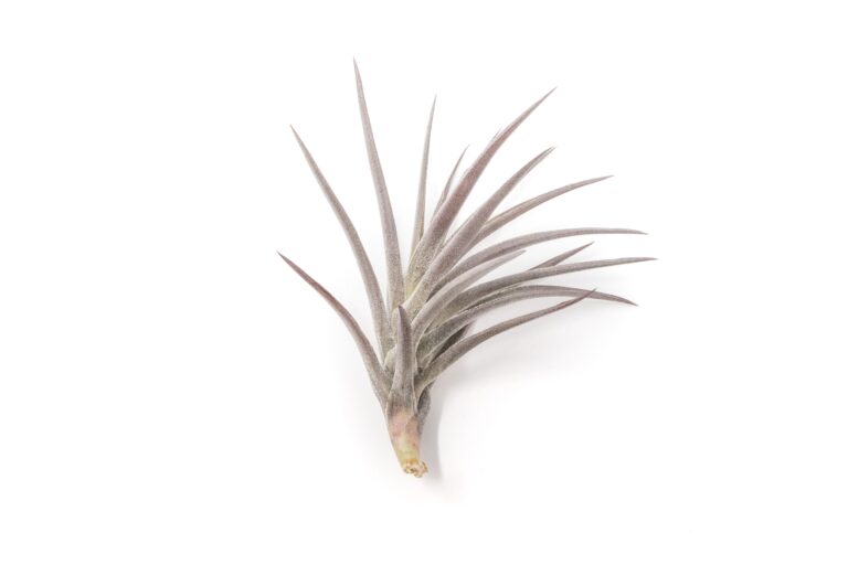Air plant supply co. -Air plant supply co. Tillandsia Air Plant Jonesii 3 768x512 1