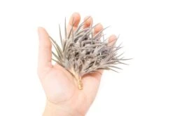 [IN BLUSH NOW!] Purple Tillandsia Jonesii Air Plant -Air plant supply co. Tillandsia Air Plant Jonesii Clump 1