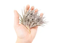 [IN BLUSH NOW!] Purple Tillandsia Jonesii Air Plant -Air plant supply co. Tillandsia Air Plant Jonesii Clump 1 scaled