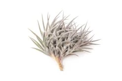 [IN BLUSH NOW!] Purple Tillandsia Jonesii Air Plant -Air plant supply co. Tillandsia Air Plant Jonesii Clump 2