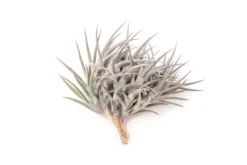 [IN BLUSH NOW!] Purple Tillandsia Jonesii Air Plant -Air plant supply co. Tillandsia Air Plant Jonesii Clump 2 scaled