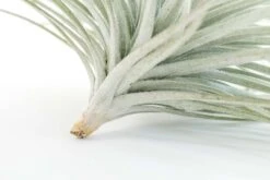 Giant Tillandsia Tectorum Ecuador Air Plants -Air plant supply co. Tillandsia Air Plant Jumbo Tectorum 10 6d127370 d4a4 4064 8054 a63a0bf26649