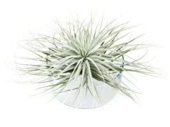 Giant Tillandsia Tectorum Ecuador Air Plants