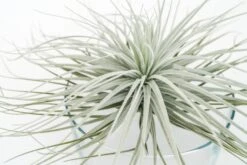 Giant Tillandsia Tectorum Ecuador Air Plants -Air plant supply co. Tillandsia Air Plant Jumbo Tectorum 6 fcf6537f ac00 4950 b43a 7323fc4f497f
