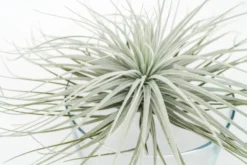 Giant Tillandsia Tectorum Ecuador Air Plants -Air plant supply co. Tillandsia Air Plant Jumbo Tectorum 6 fcf6537f ac00 4950 b43a 7323fc4f497f scaled