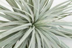 Giant Tillandsia Tectorum Ecuador Air Plants -Air plant supply co. Tillandsia Air Plant Jumbo Tectorum 8 e27731b2 61fd 4ce4 bf47 27d9000a37d4