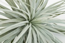 Giant Tillandsia Tectorum Ecuador Air Plants -Air plant supply co. Tillandsia Air Plant Jumbo Tectorum 8 e27731b2 61fd 4ce4 bf47 27d9000a37d4 scaled