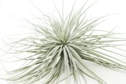 Giant Tillandsia Tectorum Ecuador Air Plants -Air plant supply co. Tillandsia Air Plant Jumbo Tectorum 9 79ffb3e4 7e46 46b1 bc45 20d429b0d586