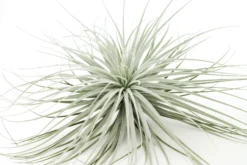 Giant Tillandsia Tectorum Ecuador Air Plants -Air plant supply co. Tillandsia Air Plant Jumbo Tectorum 9 79ffb3e4 7e46 46b1 bc45 20d429b0d586 scaled