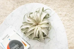Spectacular Jumbo Tillandsia Xerographica / 8+ Inches Wide -Air plant supply co. Tillandsia Air Plant Jumbo Xerographica 5 min scaled