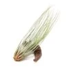 XL Tillandsia Juncea Air Plants / 12-14 Inch Plants