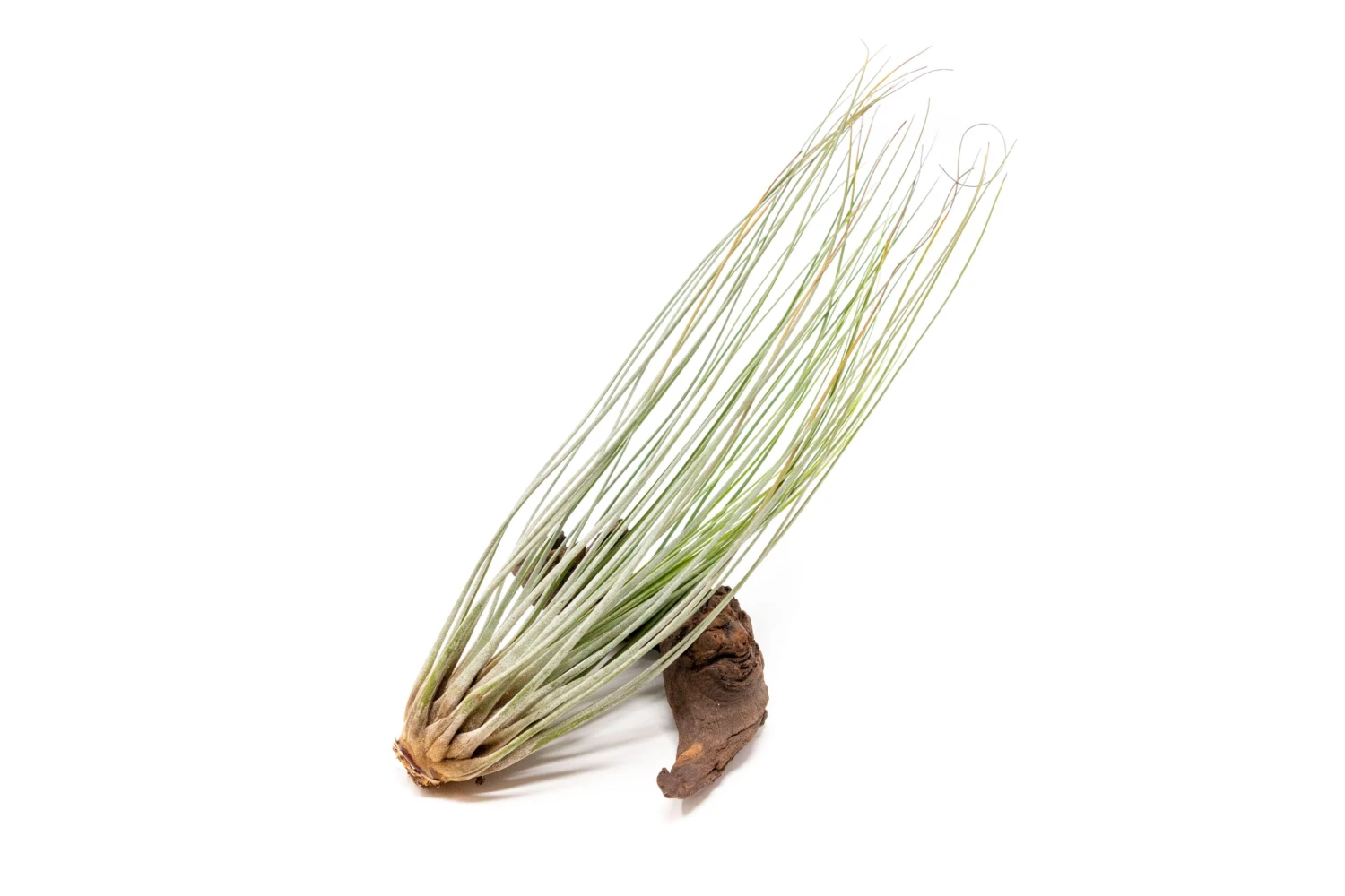 Large Tillandsia Juncea Air Plants / 8-12 Inch Plants 1 Large Tillandsia Juncea Air Plants / 8-12 Inch Plants