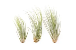 Large Tillandsia Juncea - Set Of 10, 15 Or 20 Air Plants - 50% Off -Air plant supply co. Tillandsia Air Plant Juncea 2 scaled