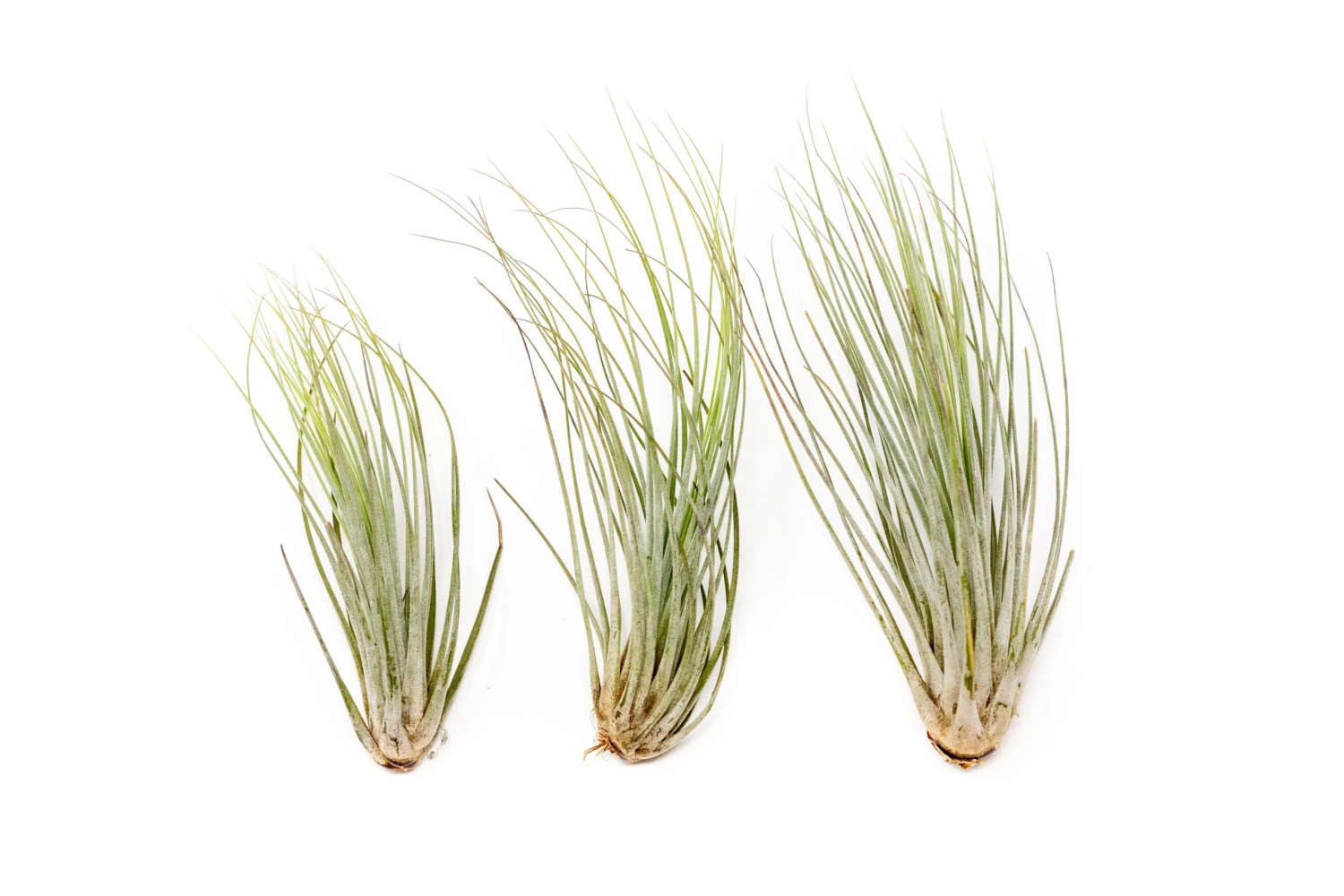 Large Tillandsia Juncea - Set Of 10, 15 Or 20 Air Plants - 50% Off 3 Large Tillandsia Juncea - Set Of 10, 15 Or 20 Air Plants - 50% Off - Image 3