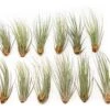 Large Tillandsia Juncea - Set Of 10, 15 Or 20 Air Plants - 50% Off