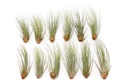 Large Tillandsia Juncea - Set Of 10, 15 Or 20 Air Plants - 50% Off