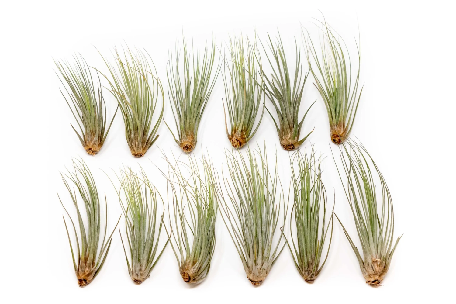 Large Tillandsia Juncea Air Plants / 8-12 Inch Plants 3 Large Tillandsia Juncea Air Plants / 8-12 Inch Plants - Image 3