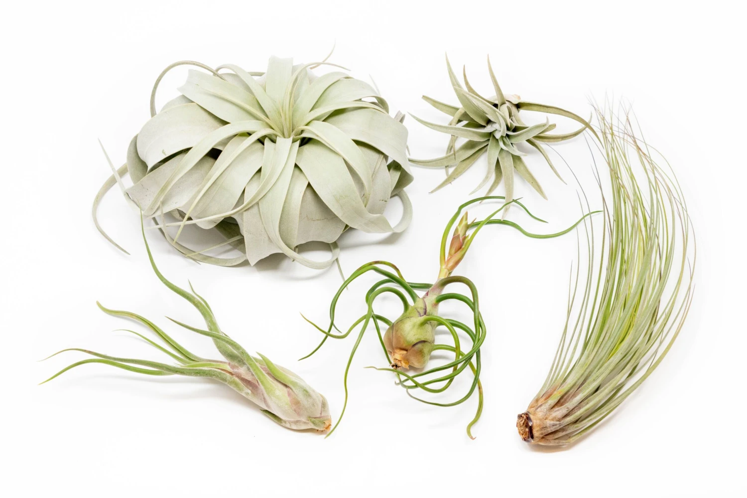 Large Tillandsia Air Plant Variety Pack - 5 Big Plants 1 Large Tillandsia Air Plant Variety Pack - 5 Big Plants