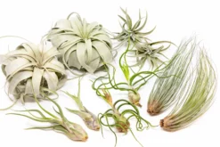 Large Tillandsia Air Plant Variety - Set Of 10, 15, Or 20 - 40% Off