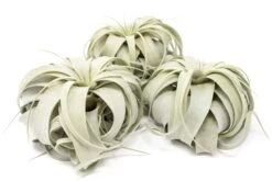 Large Tillandsia Xerographica / 6-8 Inches Wide -Air plant supply co. Tillandsia Air Plant Large Xerographica