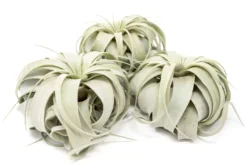 Large Tillandsia Xerographica / 6-8 Inches Wide -Air plant supply co. Tillandsia Air Plant Large Xerographica scaled