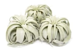 Large Tillandsia Xerographica / 6-8 Inches Wide -Air plant supply co. Tillandsia Air Plant Large Xerographica 1