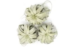 Large Tillandsia Xerographica / 6-8 Inches Wide -Air plant supply co. Tillandsia Air Plant Large Xerographica 2