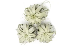 Large Tillandsia Xerographica / 6-8 Inches Wide -Air plant supply co. Tillandsia Air Plant Large Xerographica 2 scaled