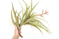 Tillandsia Latifolia Air Plants -Air plant supply co. Tillandsia Air Plant Latifolia 5 1