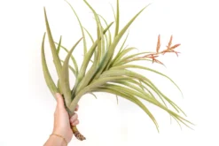 Tillandsia Latifolia Air Plants -Air plant supply co. Tillandsia Air Plant Latifolia 5 1 scaled