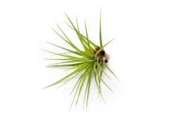 Large Tillandsia Melanocrater Tricolor Air Plants / 6-8 Inch Plants