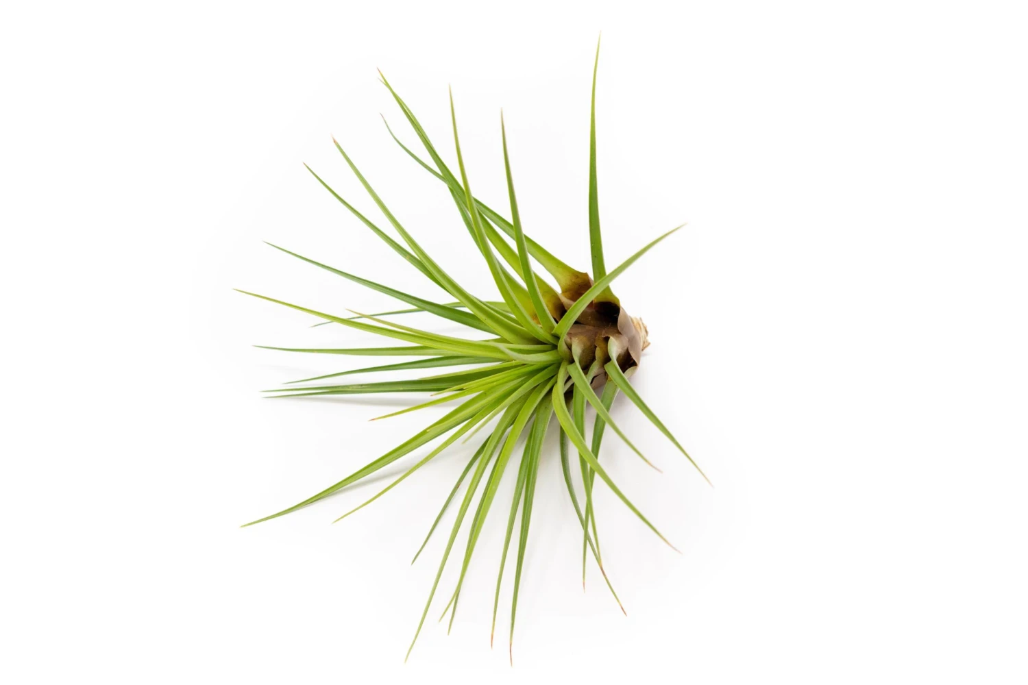 Large Tillandsia Melanocrater Tricolor Air Plants / 6-8 Inch Plants 1 Large Tillandsia Melanocrater Tricolor Air Plants / 6-8 Inch Plants