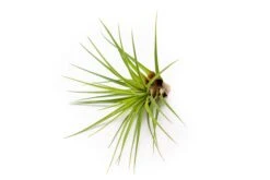 Collector's Choice Collection Of Tillandsia Air Plants -Air plant supply co. Tillandsia Air Plant Melanocrater 1 a2df42d9 05e4 4a21 9c03 a9eb881fad8c