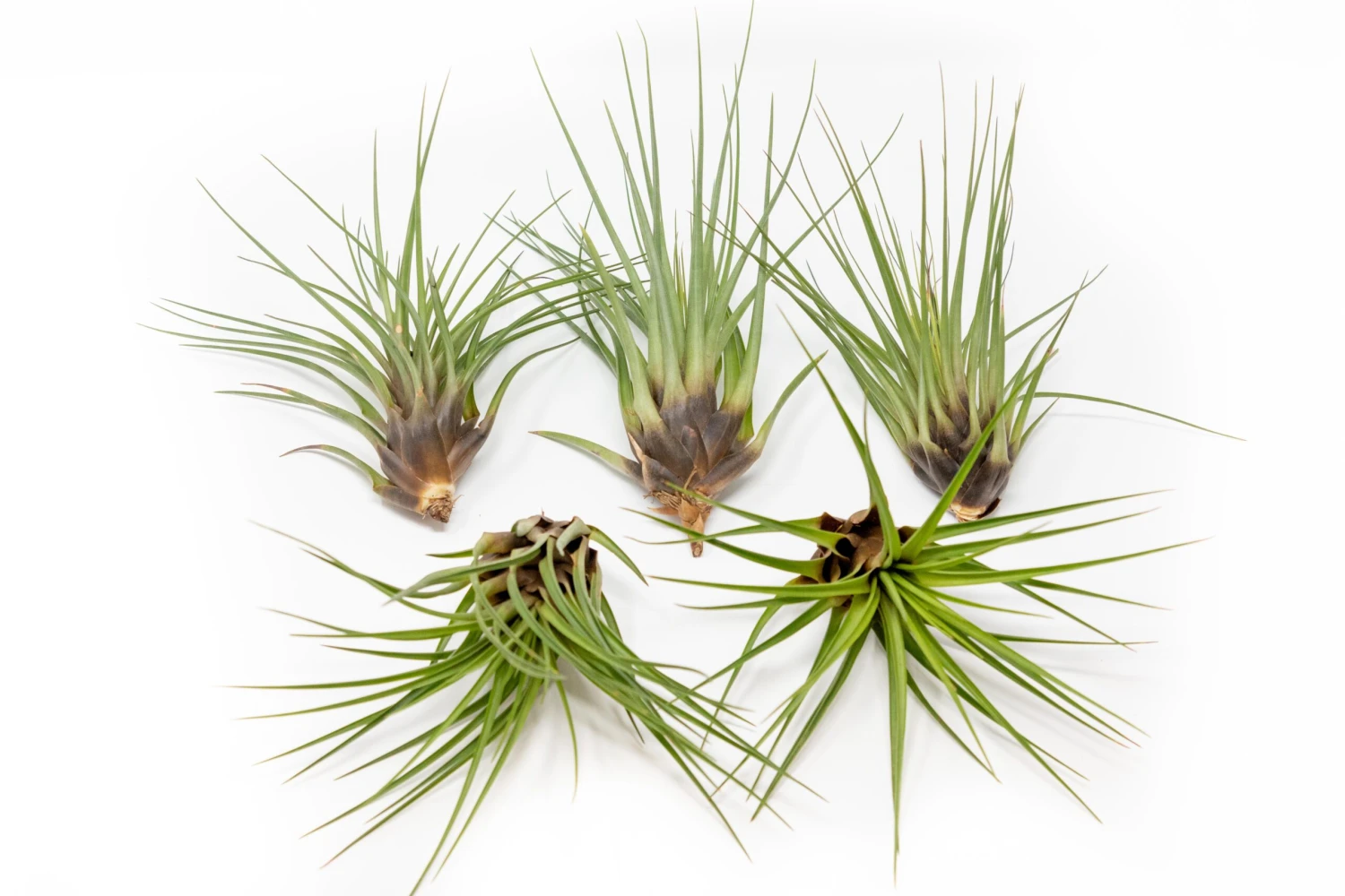 SALE - Tillandsia Melanocrater Tricolor Air Plants - Set Of 10, 20 Or 30 - 70% Off 2 SALE - Tillandsia Melanocrater Tricolor Air Plants - Set Of 10, 20 Or 30 - 70% Off - Image 2